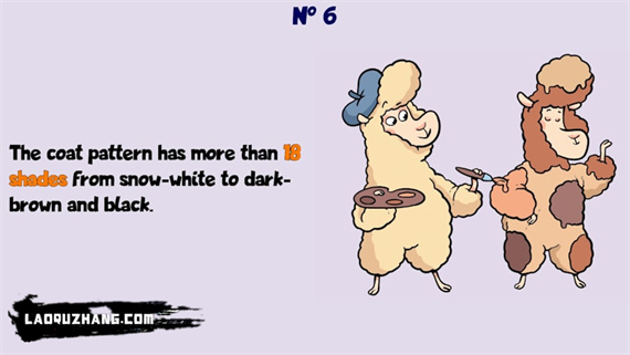 羊驼想知道为什么 Alpaca Wonders Why|官方中文|NSZ|原版|_2