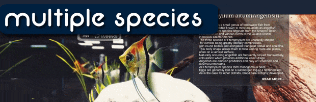 Aquarist 建造水族馆 养鱼 发展你的事业|官方中文|Build.13870405+日本花园DLC+全DLC|解压即撸|_12