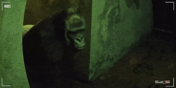 癫狂动物园|官方中文|Build.15875193|解压即撸|_1