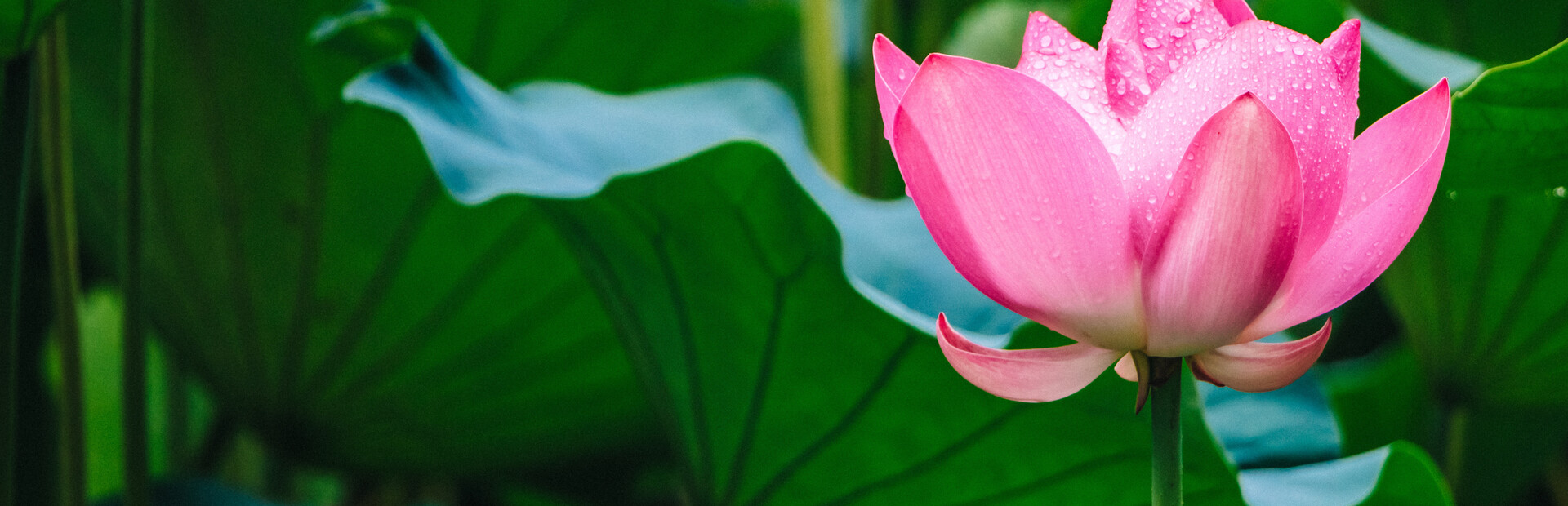 你的老母|官方中文|Build.17615542-1.1.1-多地中文语音+全DLC|解压即撸|_1